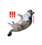 にゃんこときどきわんこ（個別スタンプ：1）