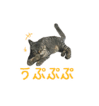 にゃんこときどきわんこ（個別スタンプ：2）