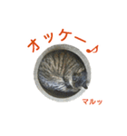 にゃんこときどきわんこ（個別スタンプ：3）