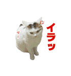 にゃんこときどきわんこ（個別スタンプ：4）