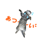 にゃんこときどきわんこ（個別スタンプ：6）