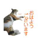 にゃんこときどきわんこ（個別スタンプ：7）
