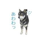 にゃんこときどきわんこ（個別スタンプ：8）