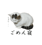 にゃんこときどきわんこ（個別スタンプ：9）