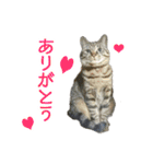 にゃんこときどきわんこ（個別スタンプ：11）