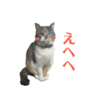 にゃんこときどきわんこ（個別スタンプ：13）