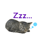 にゃんこときどきわんこ（個別スタンプ：14）