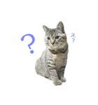 にゃんこときどきわんこ（個別スタンプ：16）