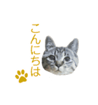 にゃんこときどきわんこ（個別スタンプ：17）