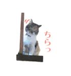 にゃんこときどきわんこ（個別スタンプ：18）