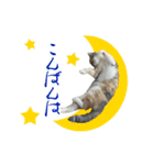 にゃんこときどきわんこ（個別スタンプ：19）