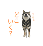 にゃんこときどきわんこ（個別スタンプ：21）