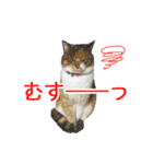 にゃんこときどきわんこ（個別スタンプ：26）