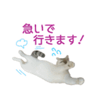 にゃんこときどきわんこ（個別スタンプ：29）