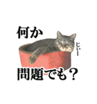 にゃんこときどきわんこ（個別スタンプ：30）