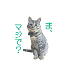 にゃんこときどきわんこ（個別スタンプ：31）