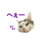 にゃんこときどきわんこ（個別スタンプ：32）