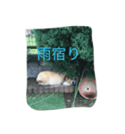 はなちゃんスタンプ1（個別スタンプ：5）