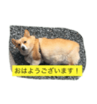 はなちゃんスタンプ1（個別スタンプ：7）