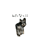 ミニシュナ（個別スタンプ：6）
