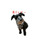 ミニシュナ（個別スタンプ：14）