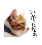 茨城弁のボスさん（個別スタンプ：5）