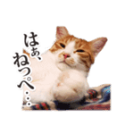 茨城弁のボスさん（個別スタンプ：7）