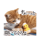 茨城弁のボスさん（個別スタンプ：11）