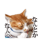 茨城弁のボスさん（個別スタンプ：14）