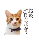 茨城弁のボスさん（個別スタンプ：15）