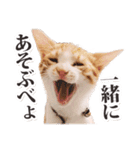茨城弁のボスさん（個別スタンプ：16）