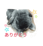 ウサギのスタンプシール（個別スタンプ：4）