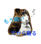 ウサギのスタンプシール（個別スタンプ：8）