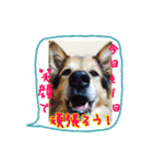 犬 日常会話（個別スタンプ：20）