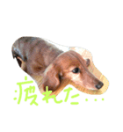 ワンニャン（個別スタンプ：1）