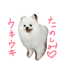 ワンニャン（個別スタンプ：2）