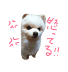 ワンニャン（個別スタンプ：3）