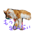 ワンニャン（個別スタンプ：4）