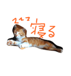 ワンニャン（個別スタンプ：7）