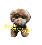 僕、あさひ（個別スタンプ：4）