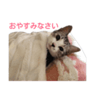 しょう＆ルナ（個別スタンプ：2）
