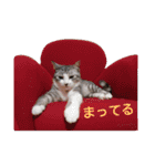しょう＆ルナ（個別スタンプ：8）