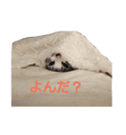 しょう＆ルナ（個別スタンプ：10）