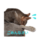 しょう＆ルナ（個別スタンプ：11）