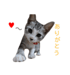 しょう＆ルナ（個別スタンプ：12）