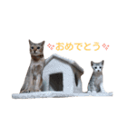 しょう＆ルナ（個別スタンプ：22）