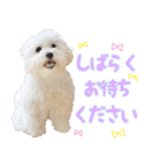 わいわい 愉快なわんちゃんず（個別スタンプ：2）