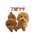 わいわい 愉快なわんちゃんず（個別スタンプ：3）