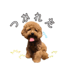 わいわい 愉快なわんちゃんず（個別スタンプ：4）