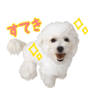 わいわい 愉快なわんちゃんず（個別スタンプ：10）